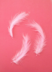 Feathers - Flamazing Flamingos