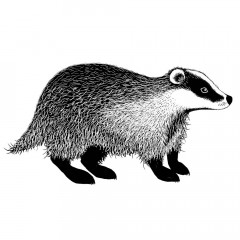Lavinia Clear Stamps - Badger