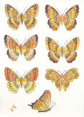 Collectables - Tinys Butterflies