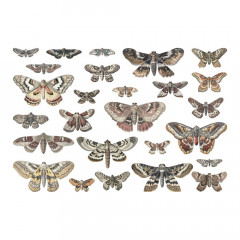 Tim Holtz - Idea-Ology - Transparencies - Halloween, Moths