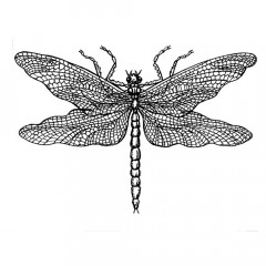 Unmounted Rubber Stamps - Dragonfly Drawing