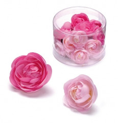 Miniaturblumen Butterblume rosa