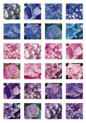 Pergamentpapier Hortensie 3 Farbig (lila, rosa, blau)