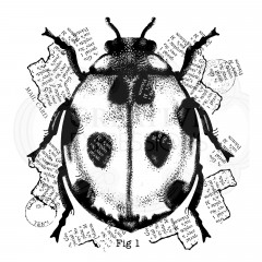 Clear Stamps - Singles Ladybird