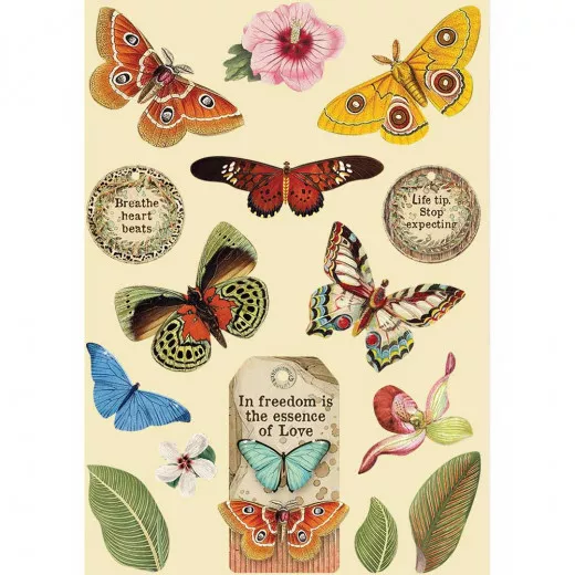 Colored Wooden Frame - Amazonia Butterfly