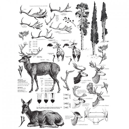 Re-Design with Prima Deer Decor Transfers