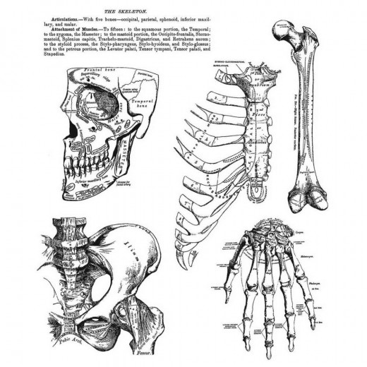 Cling Stamps Tim Holtz - Anatomy Chart