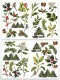 Arden Creative Studio - Laser Cuts - Christmas Cheer Foliage by Katie Pertiet