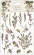 Premium Rub-On Transfers Set - Vintage Summer by Olena Kovalova