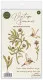 Clear Stamps - Vintage Summer - Hummingbird by Olena Kovalova