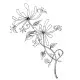 Lavinia Clear Stamps - Honeysuckle