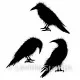 Lavinia Clear Stamps - Crow Set