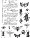 Cling Stamps by Tim Holtz - Entomology