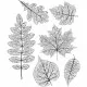 Cling Stamps by Tim Holtz - Pressed Foliage