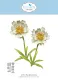 Metal Cutting Die - Bloom Wildly - Blackfoot Daisy