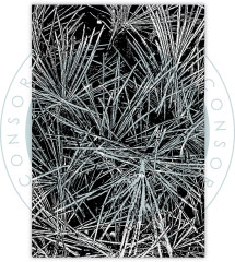 Clear Stamps - Journalling & Mixed Media Phase 3 - Pine Needles