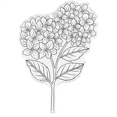 Clear Stamps - Hydrangea - Hydrangea