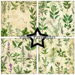Paper Favourites - Kitchen Herbs - 12x12 Paper Pack