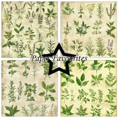 Paper Favourites - Kitchen Herbs - 12x12 Paper Pack