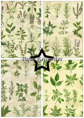 Paper Favourites - Kitchen Herbs - A5 Paper Pack