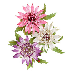 Spellbinders - Cutting Dies - Serenity Garden - Astrantiaby Susan Tierney-Cockburn