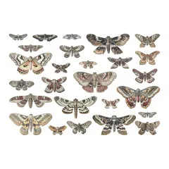 Tim Holtz - Idea-Ology - Transparencies - Halloween, Moths