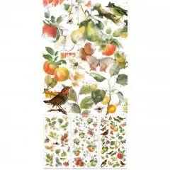 49 And Market - Vintage Orchard - Botanical - 6x12 Rub-On Transfer