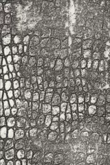 3D Embossing Folder - Tim Holtz Reptile