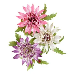 Die drei gestanzten Sterndolden-Blüten ohne Verpackung.