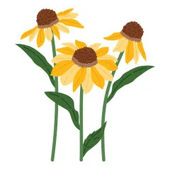 Vereinfachte, flach kolorierte Illustration derselben drei Sonnenhut-Blüten in Gelbtönen