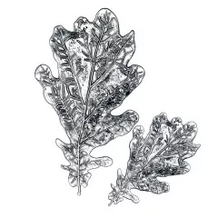 3D Impresslits Embossing Folder - Oak Leaf